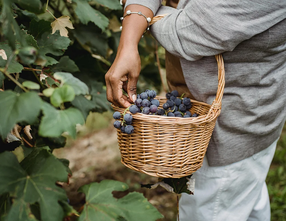 Organic farms avoid toxic inputs, improve soil health, grow clean, sustainable food that supports nature.