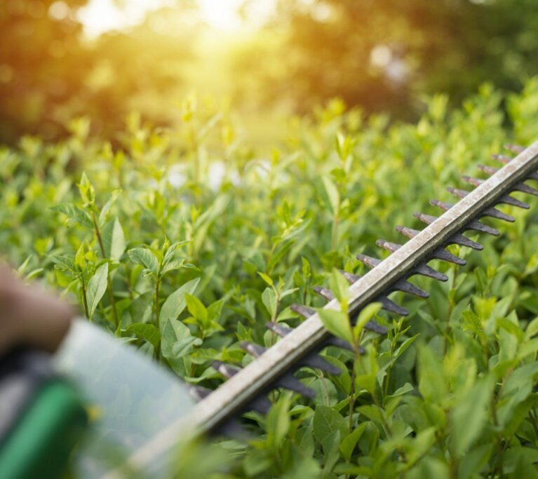 Realizziamo parchi e giardini pubblici e privati. Dalla progettazione alla realizzazione fino alla manutenzione completa.